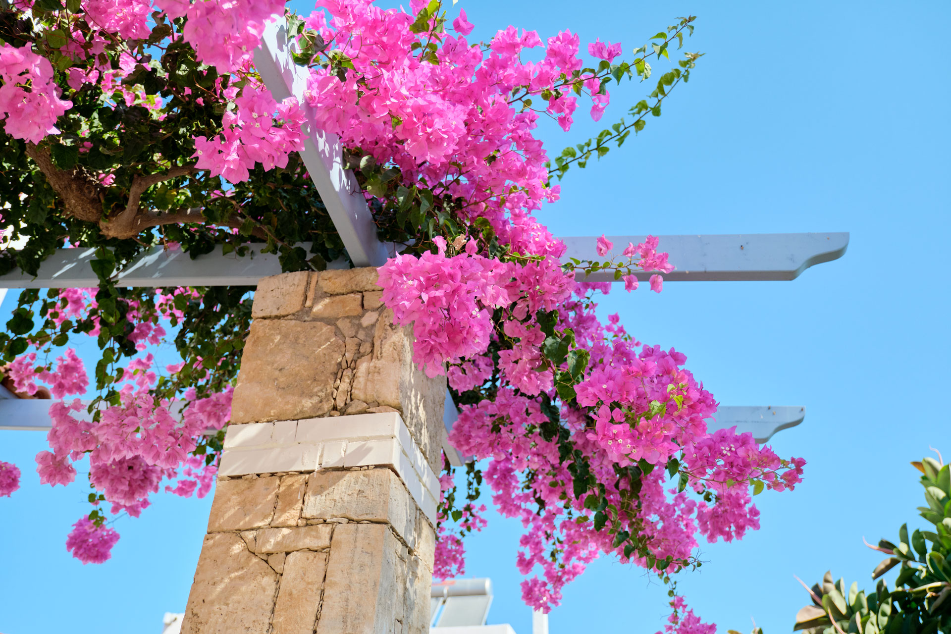 Pergola con buganvillee: fa subito vacanza.