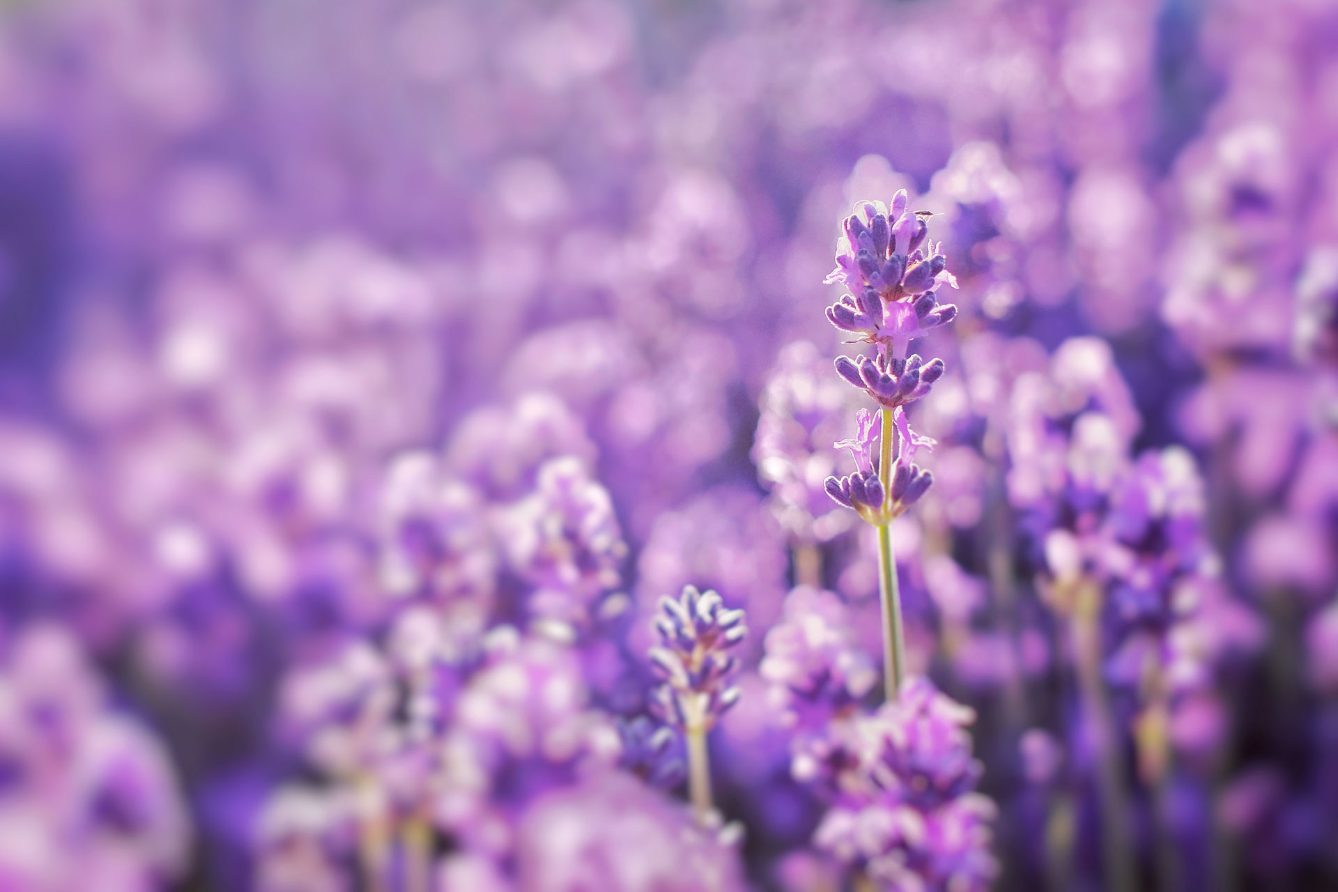 Lavanda: una delle piante adatte al clima secco del mare.