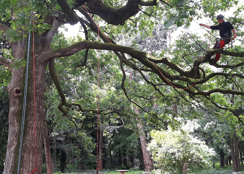 Tree-climbing