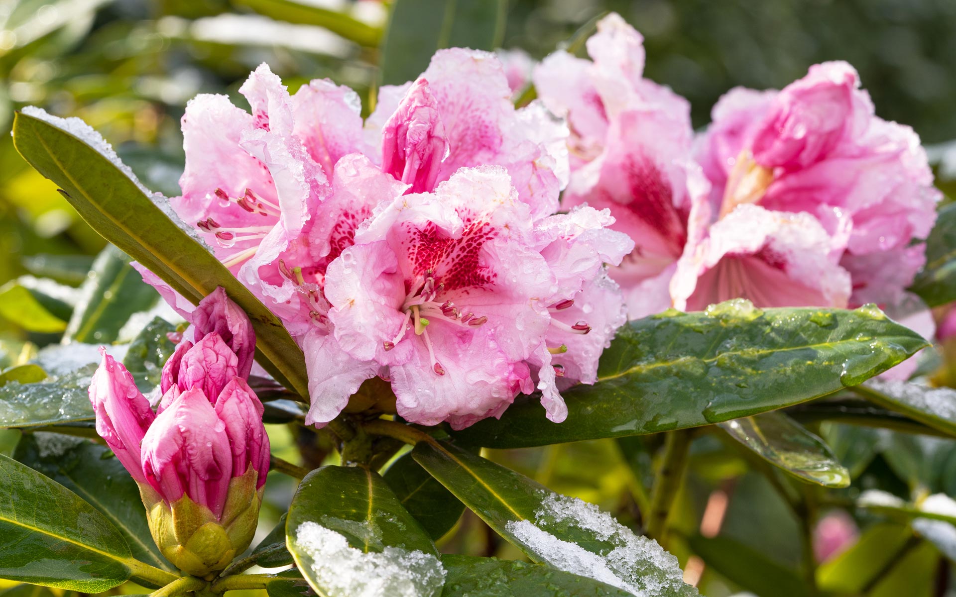 Rododendro con fiori rosa coperti di neve.