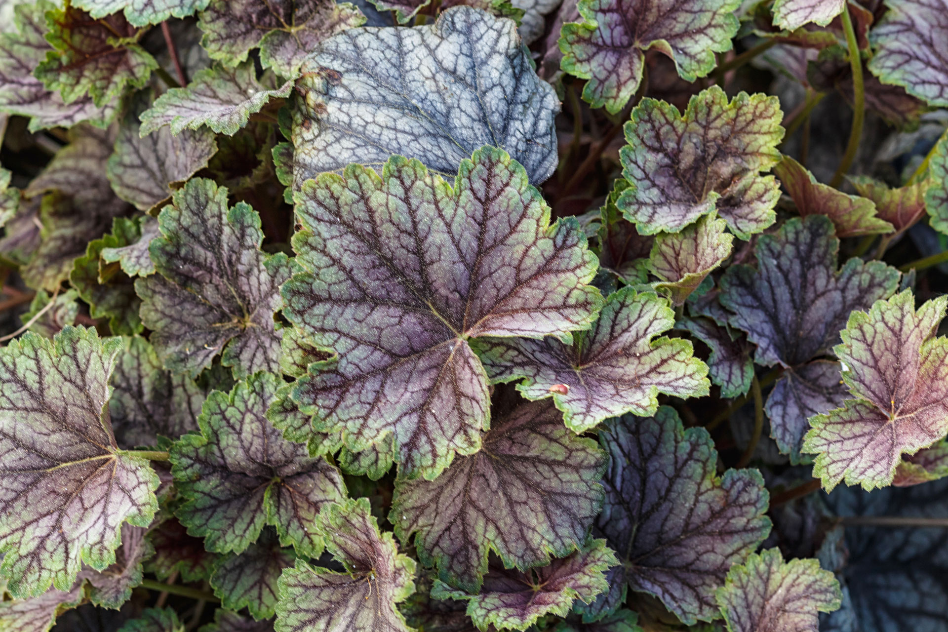 Foglie di Heuchera