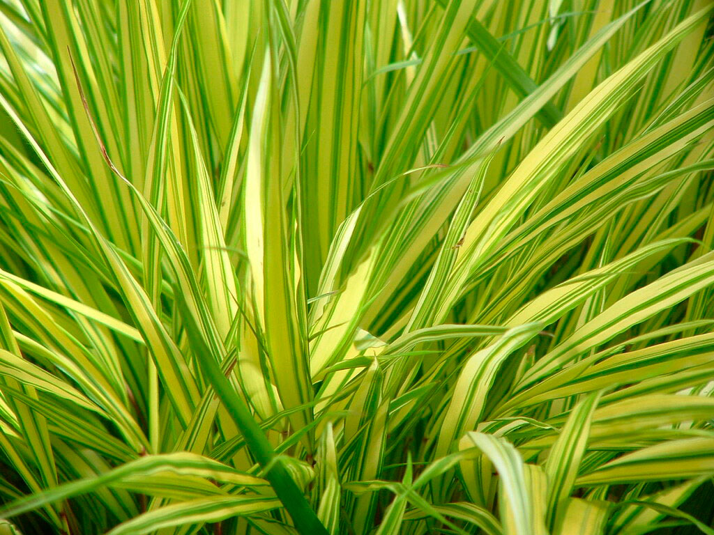 Hakonechloa macra 'Aureola' con fogliame dorato.