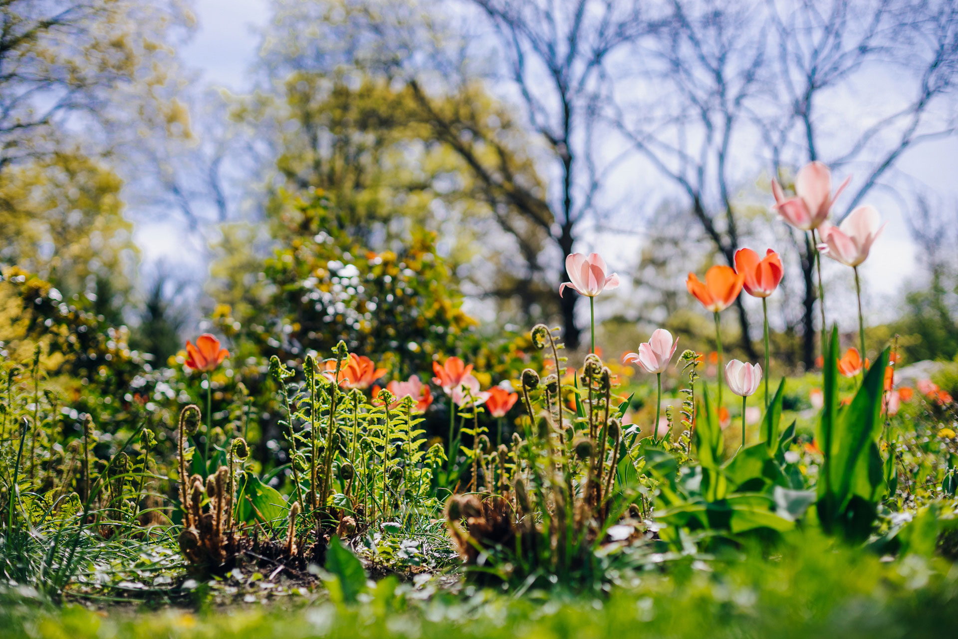 Giardino primaverile in crescita