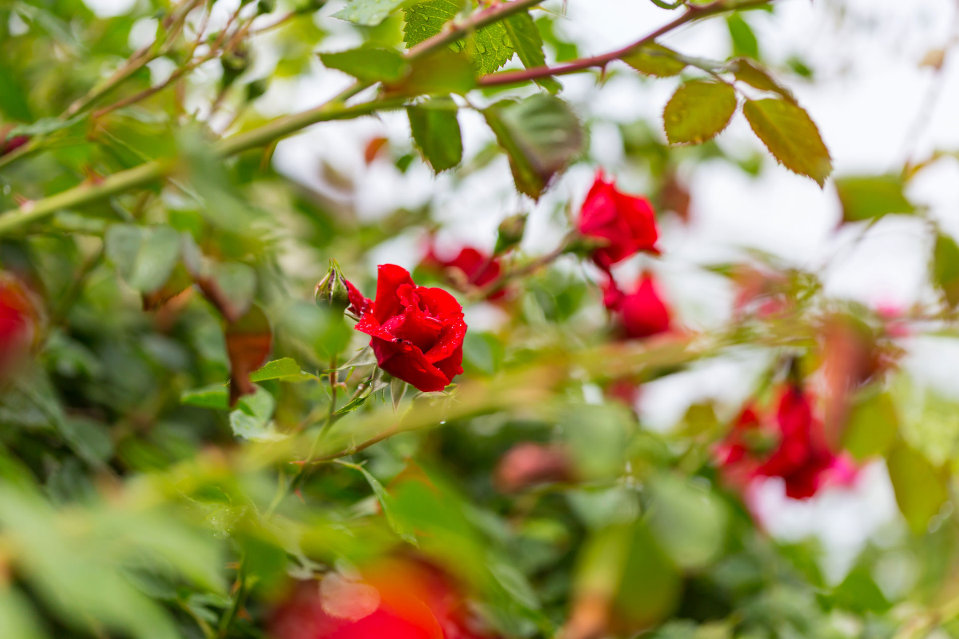 Rose rosse fiorite.