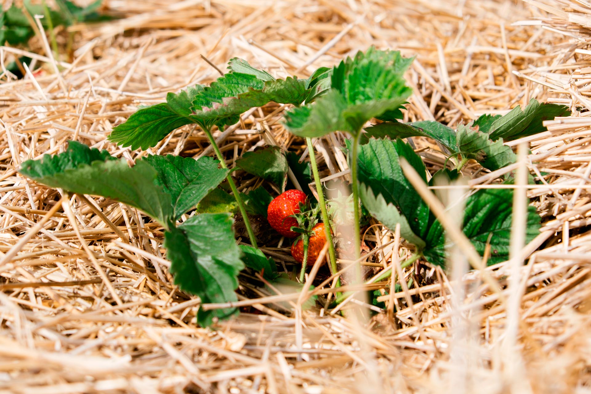 Piante di fragole con pacciamatura naturale