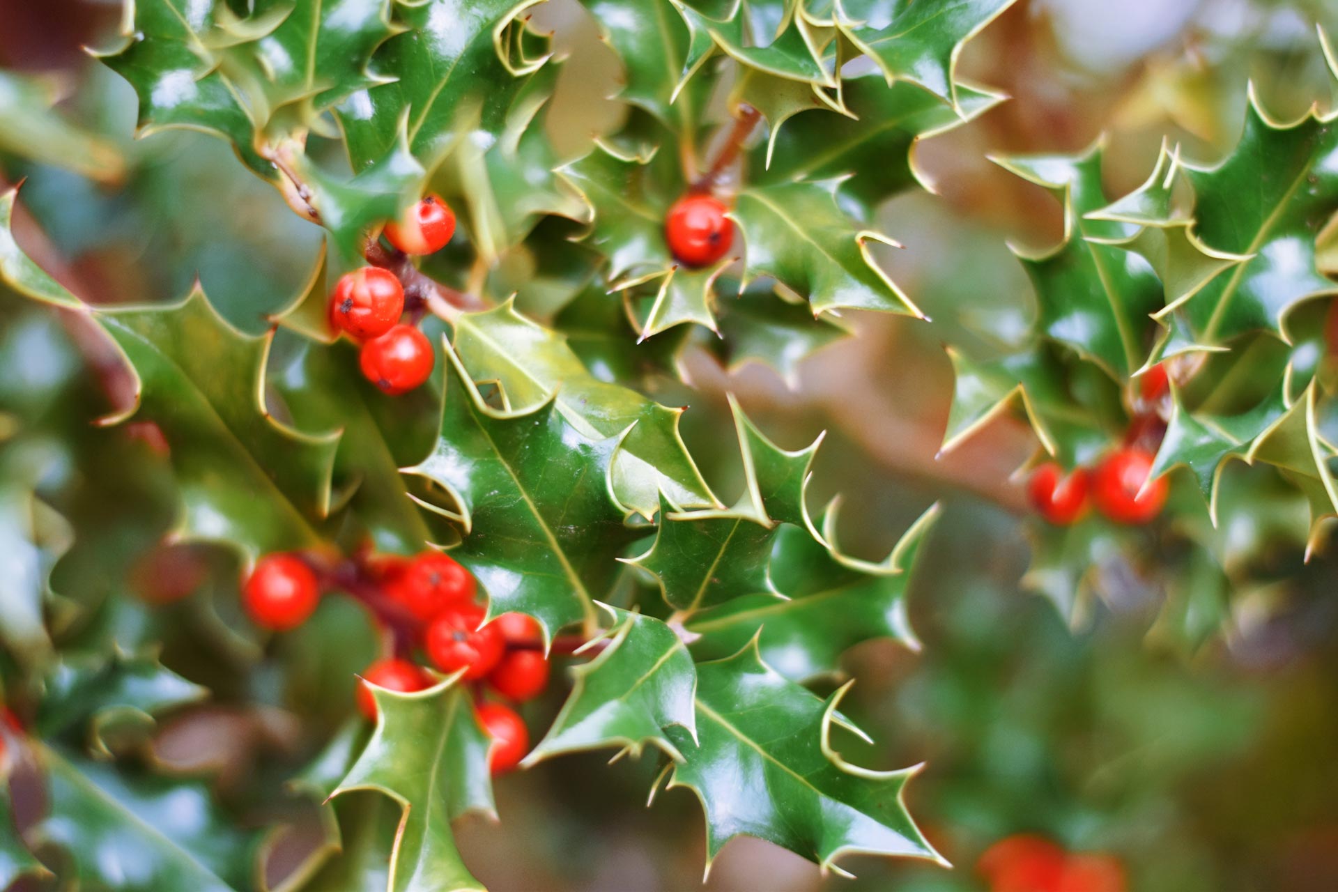 Primo piano di un agrifoglio: bacche rosse e foglie appuntite.