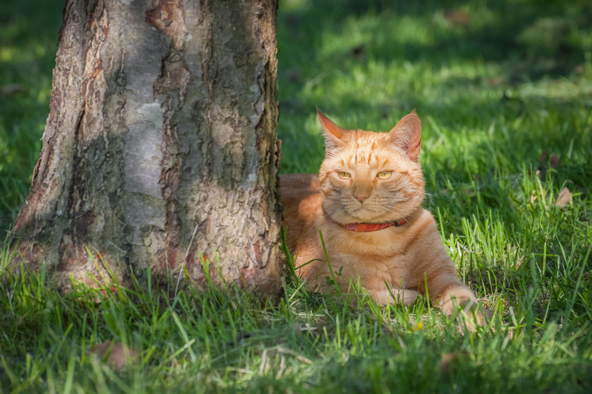 Un gatto si gode l'ombra nel prato.