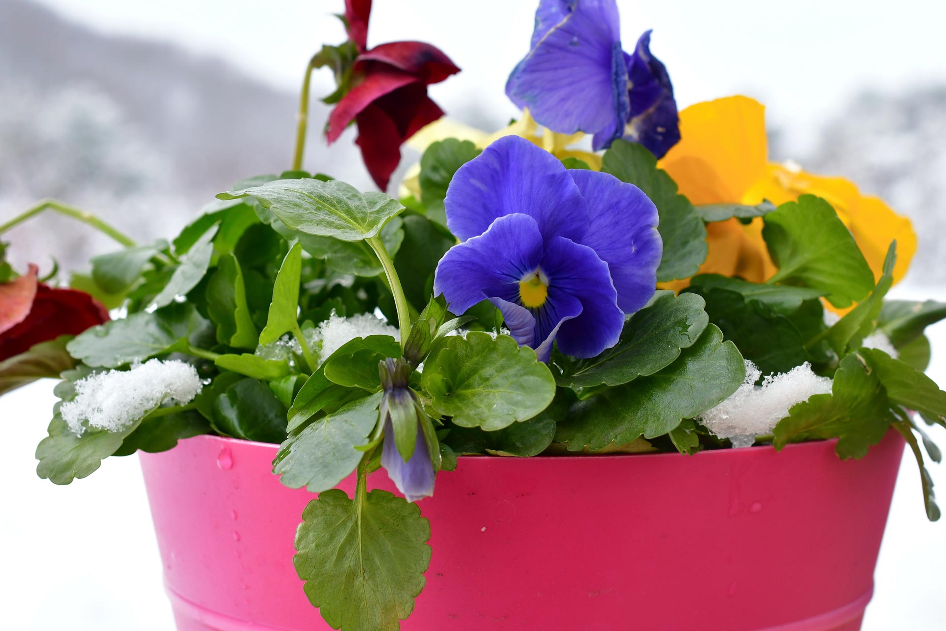 Viole di diversi colori in vaso con la neve.