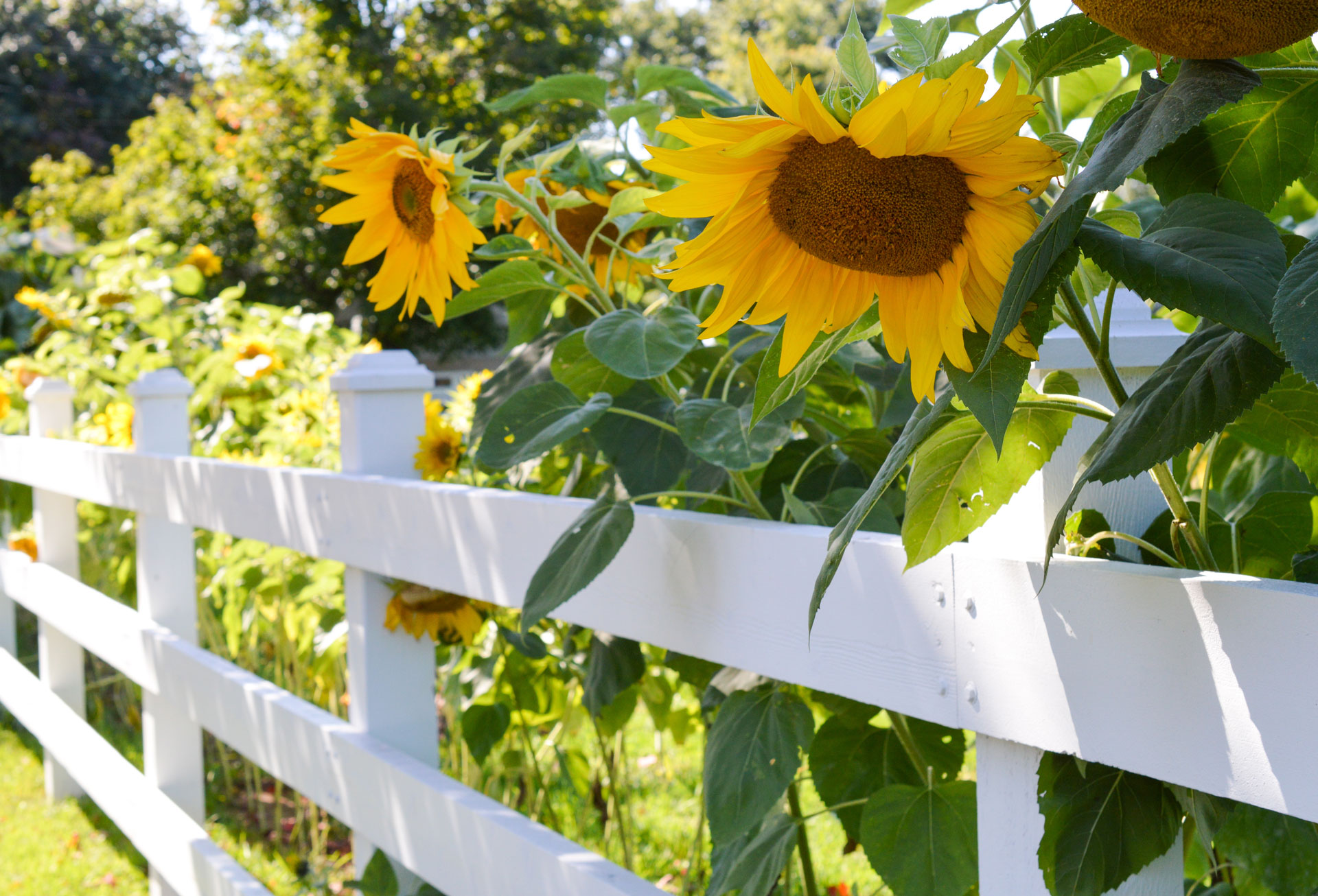 Girasoli in giardino.