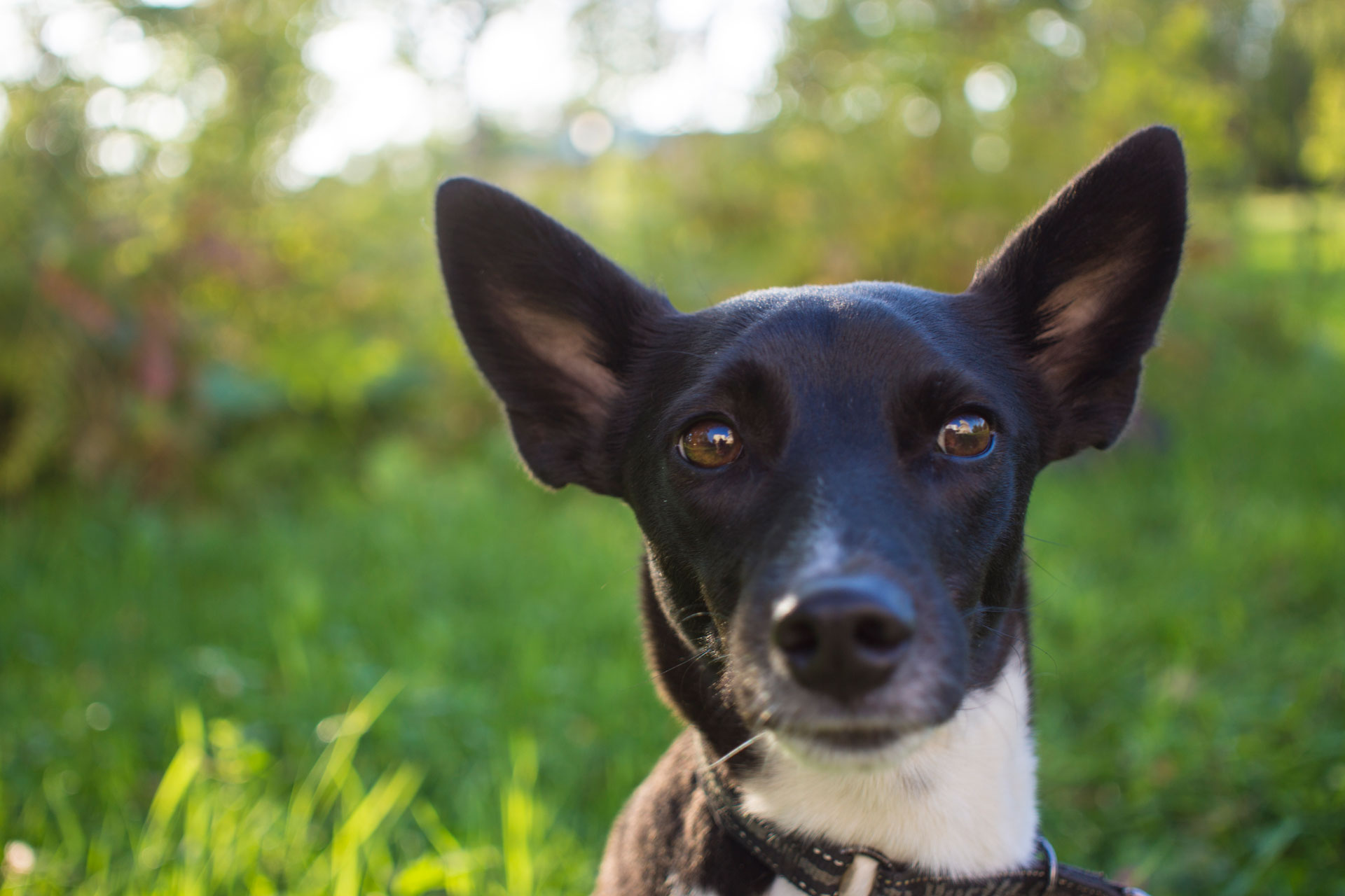 Anche i tuoi animali domestici saranno protetti