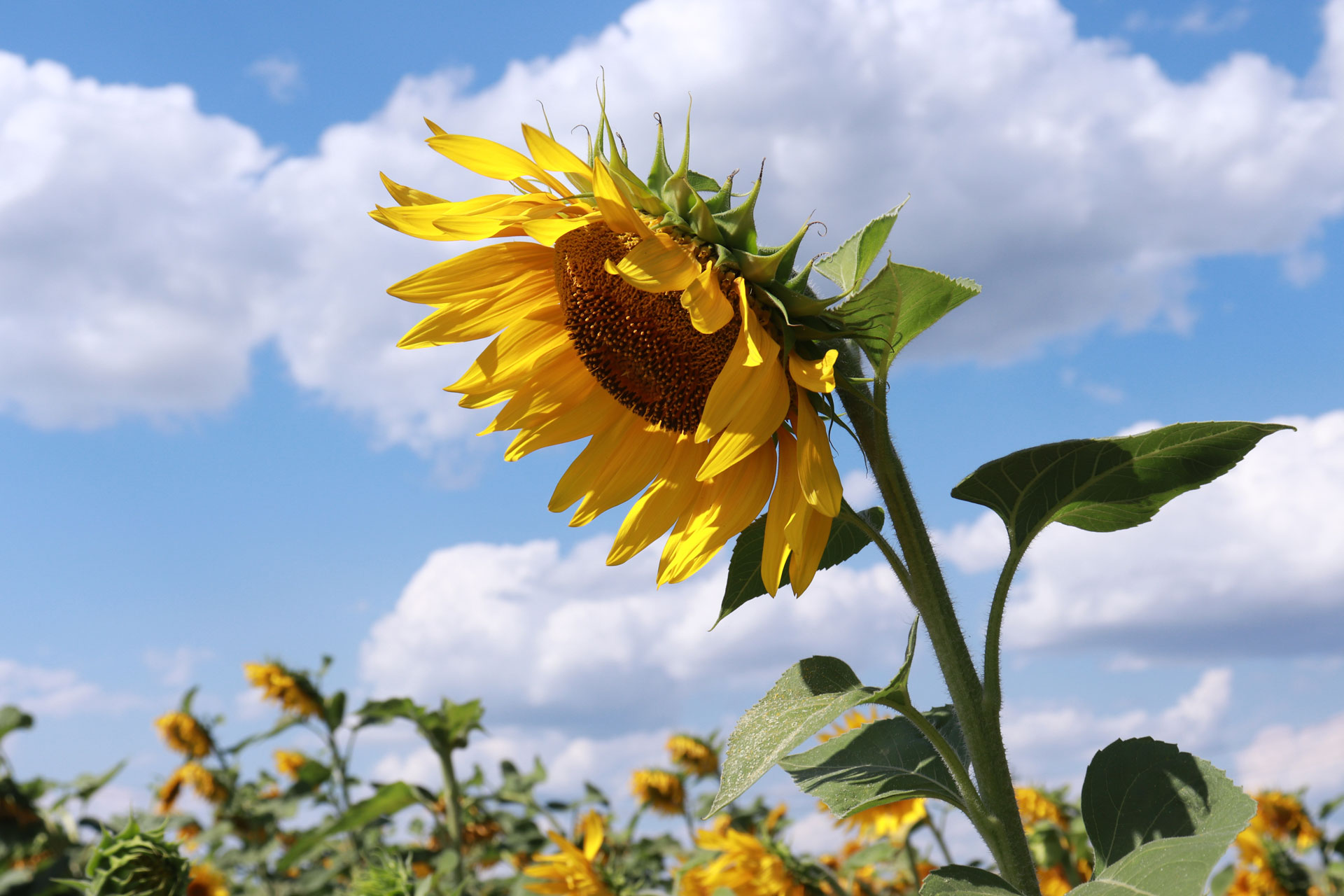 Girasole illuminato dal sole.