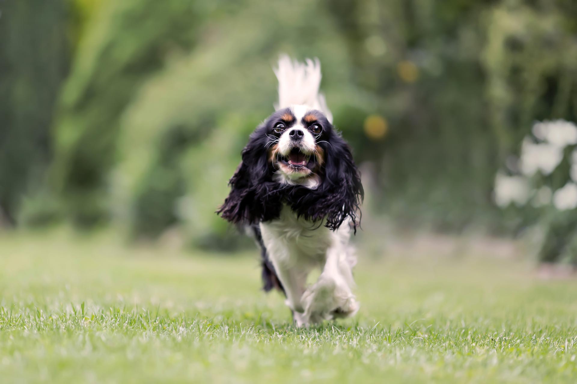 Un giovane cane corre felice nel prato di casa.