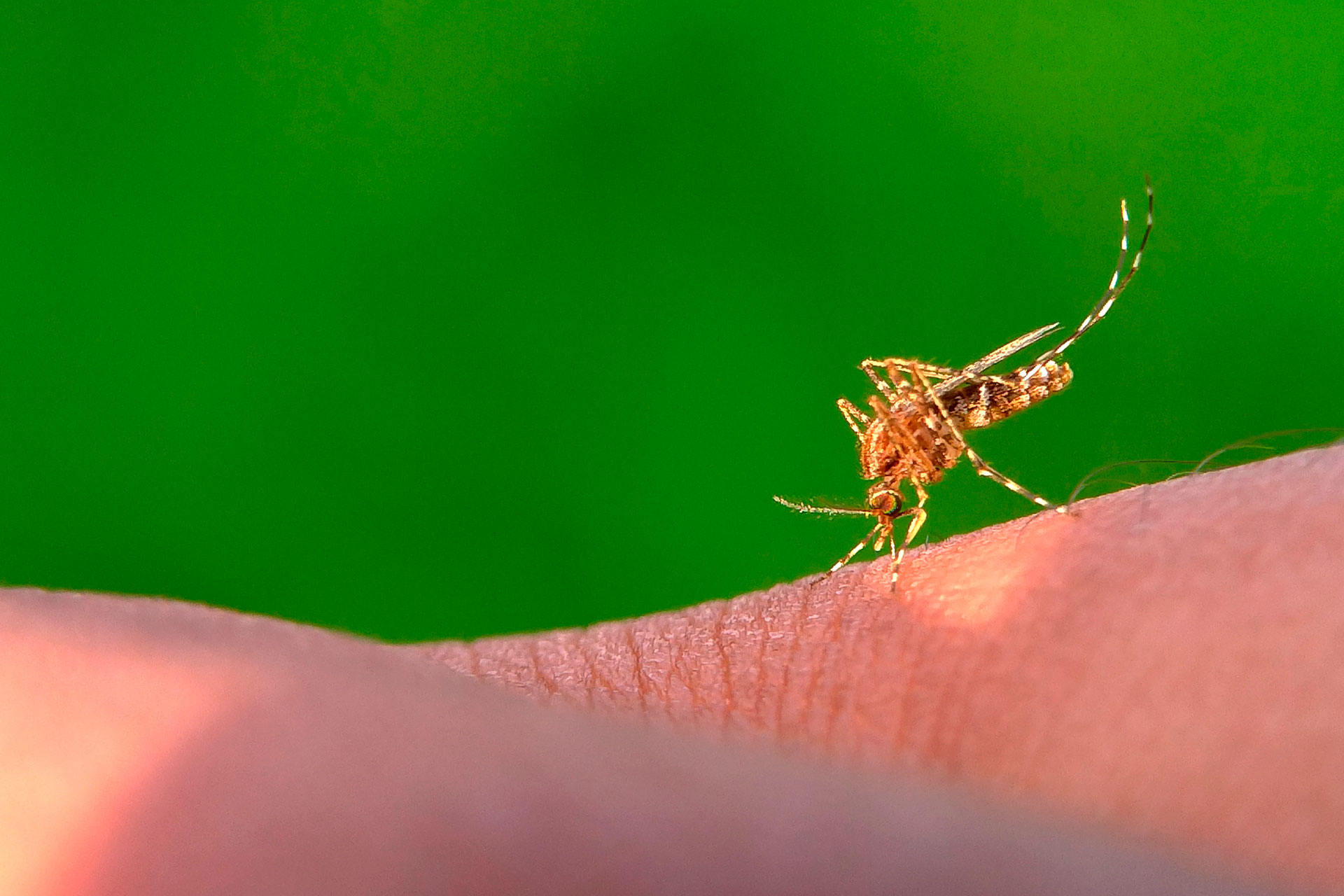 Ingrandimento fotografico di una zanzara che sta per pungere una persona