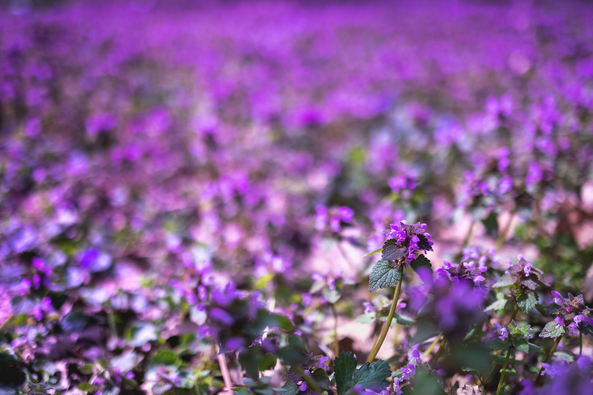 Lamium a fiore viola.