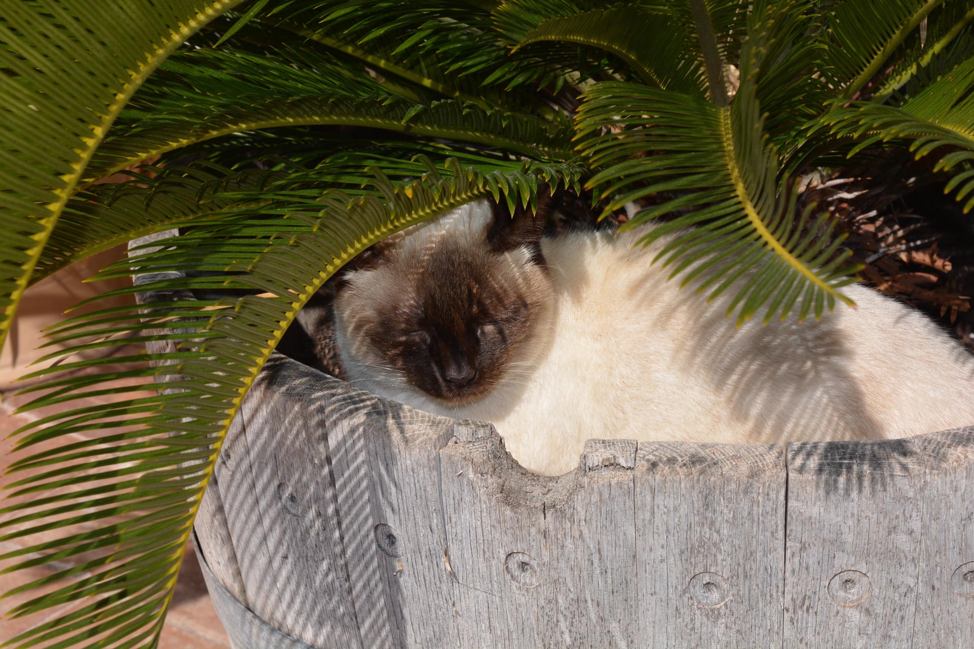 Un gatto siamese dorme dentro una fioriera al sole