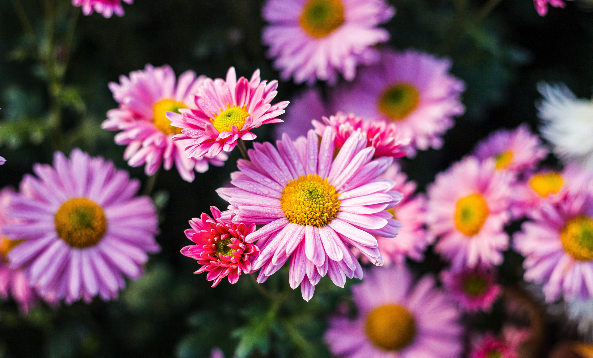 Crisantemi rosa: le margherite autunnali.