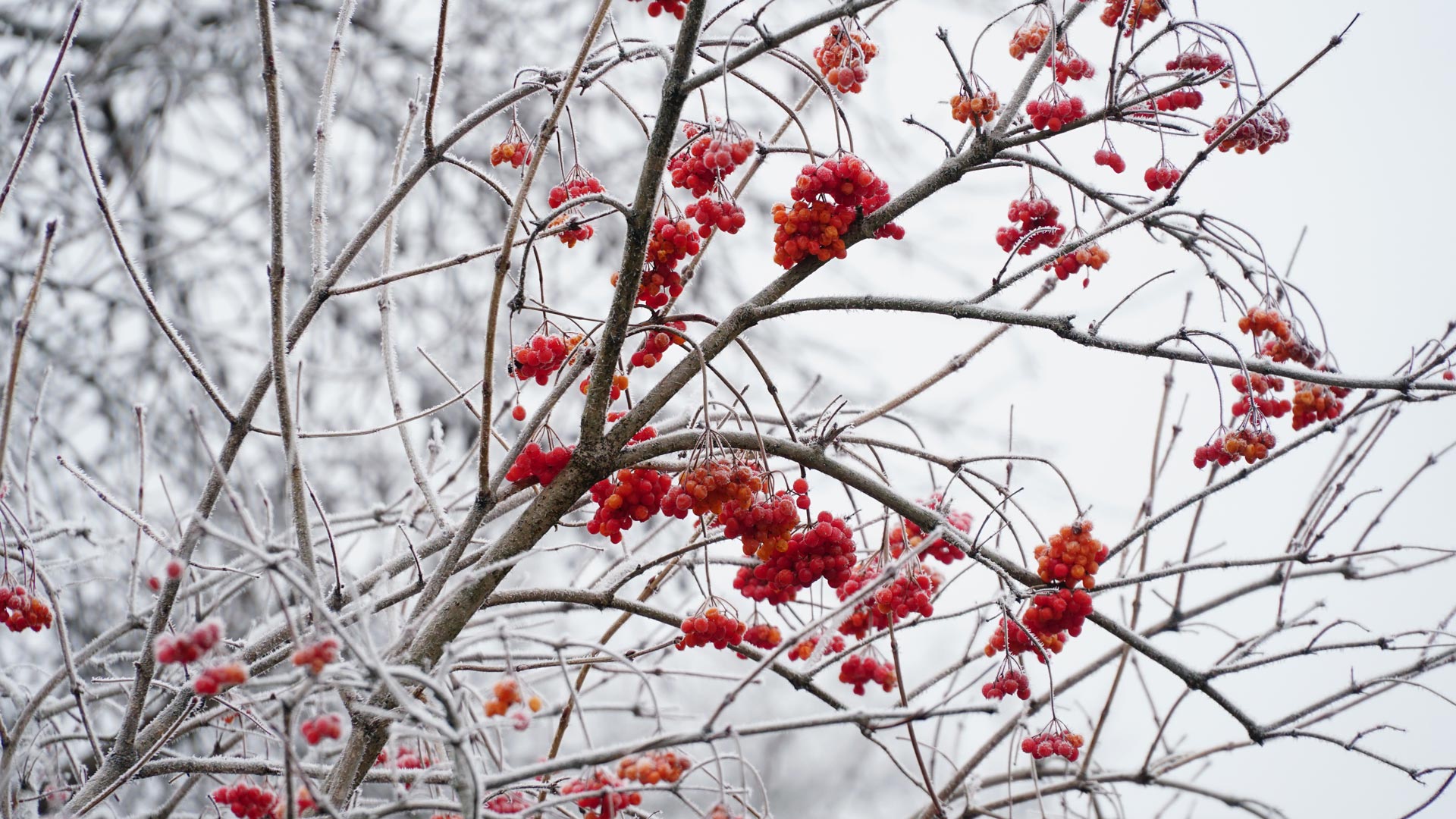 Pianta di corniolo con neve.