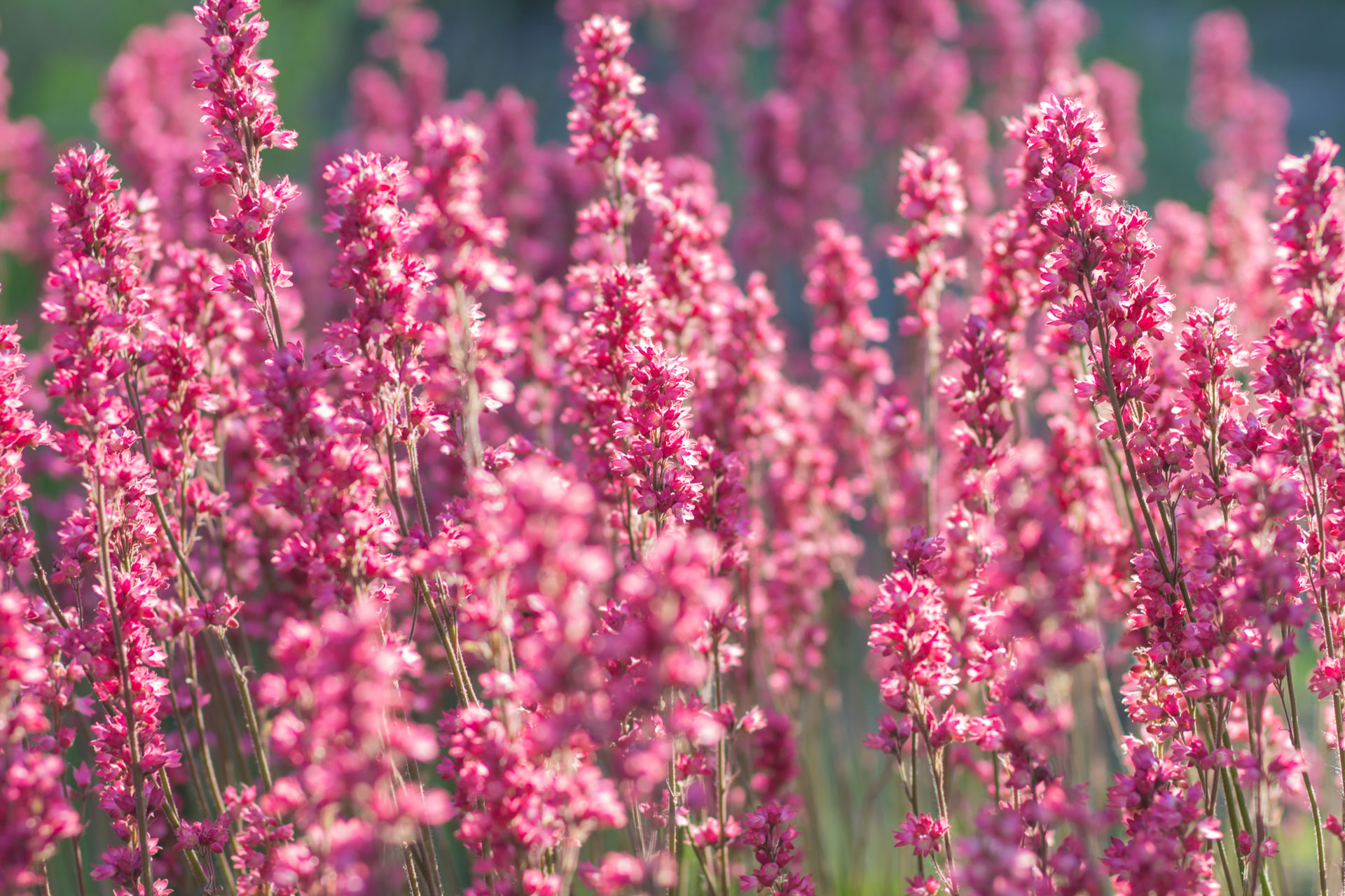 Astilbe con fiori rosa.