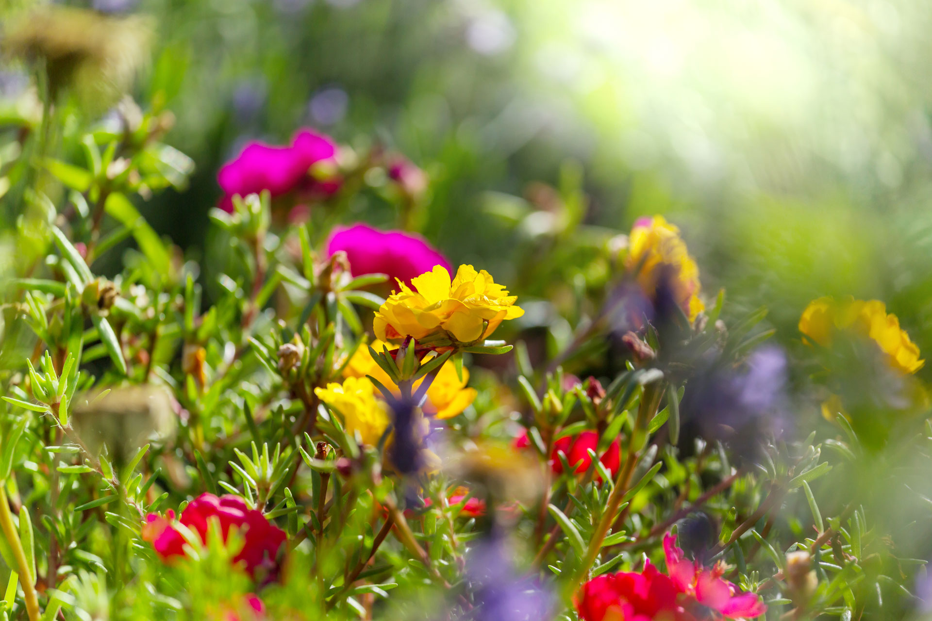 Un giardino fiorito è bellissimo.