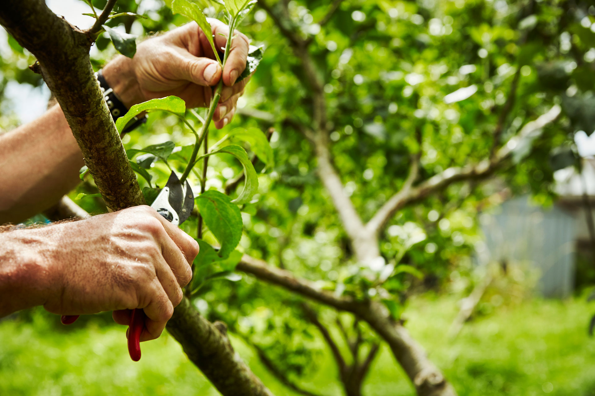 Potatura di un albero da frutta.