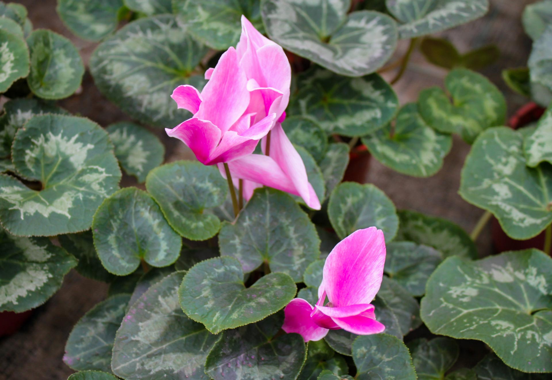 Pianta di ciclamino a fiore rosa.