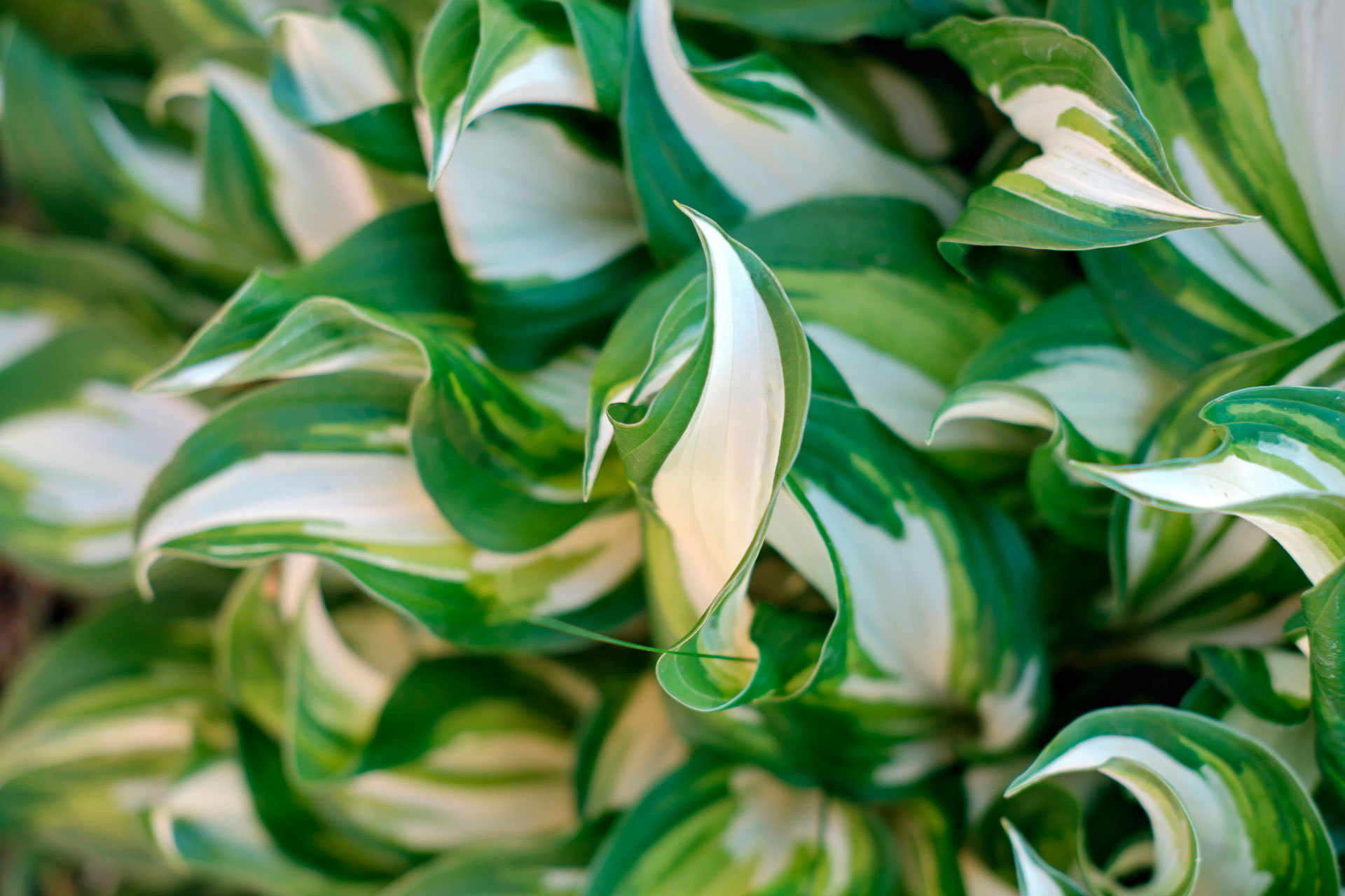 Hosta con foglie variegate.