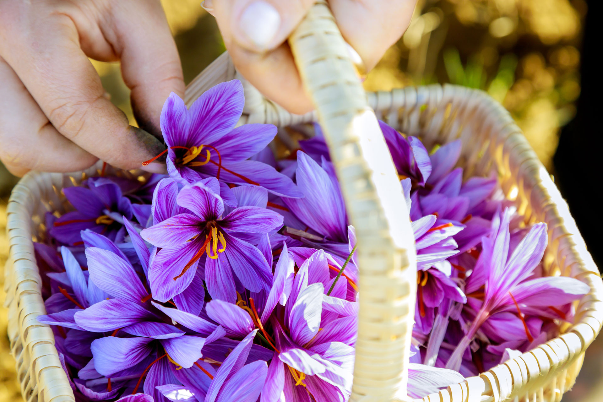 Splendidi fiori di zafferano con il loro colore viola chiaro.