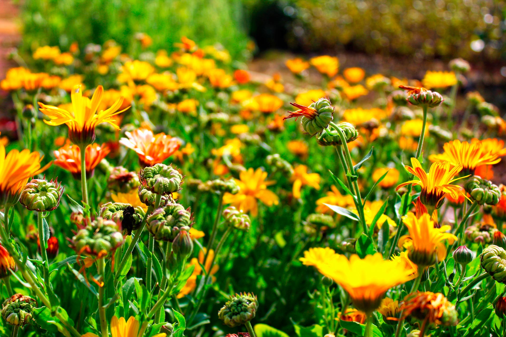 Fiori di calendula