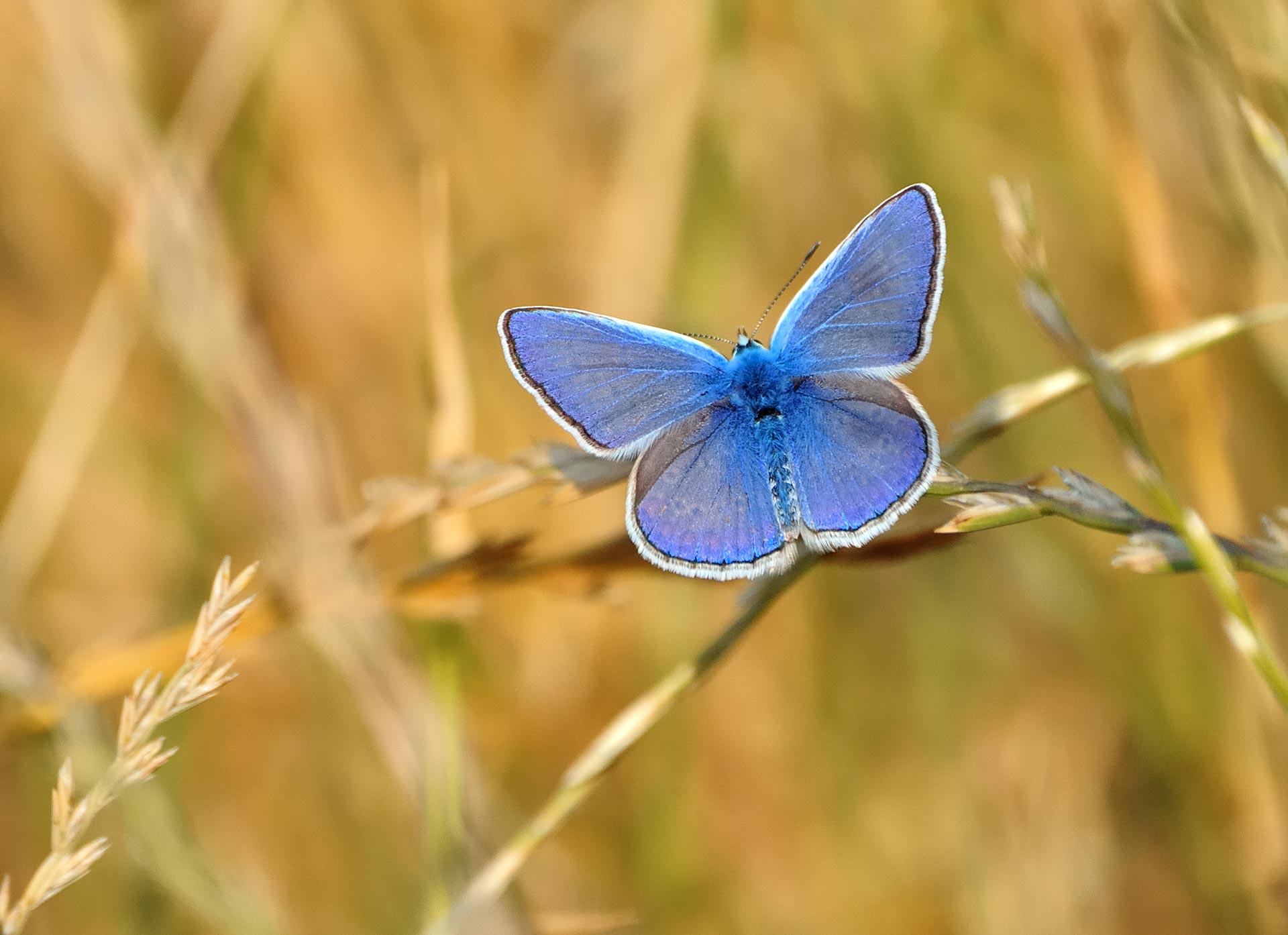 Una farfalla blu posata su delle spighe di grano.