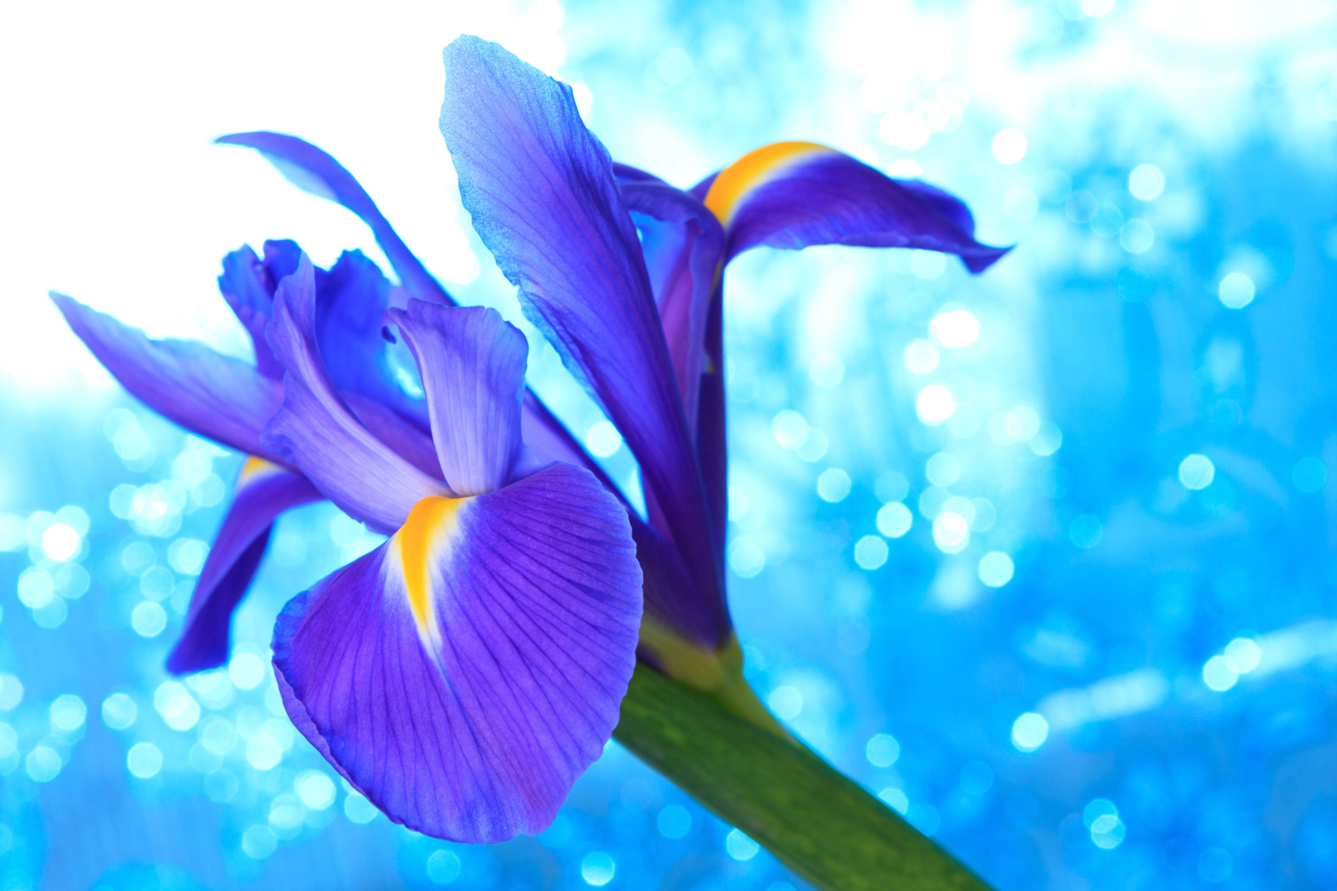 Iris blu: classico intramontabile.
