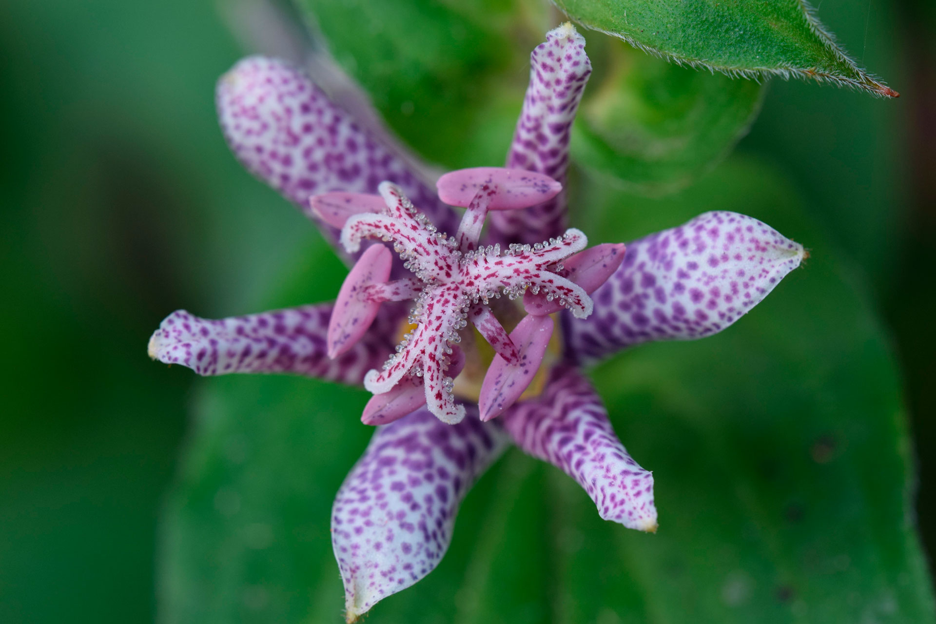 Tricyrtis hirta simile ad un'orchidea.