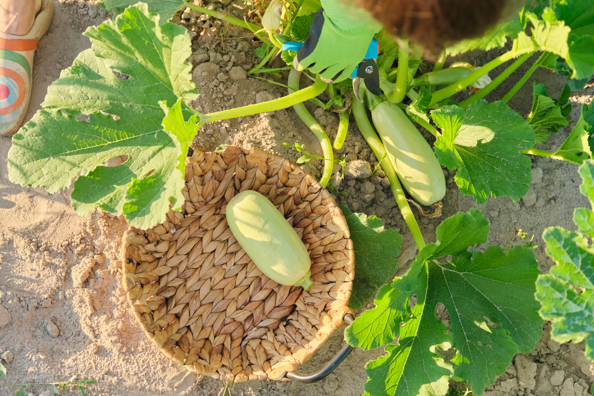 Pianta di zucchine.