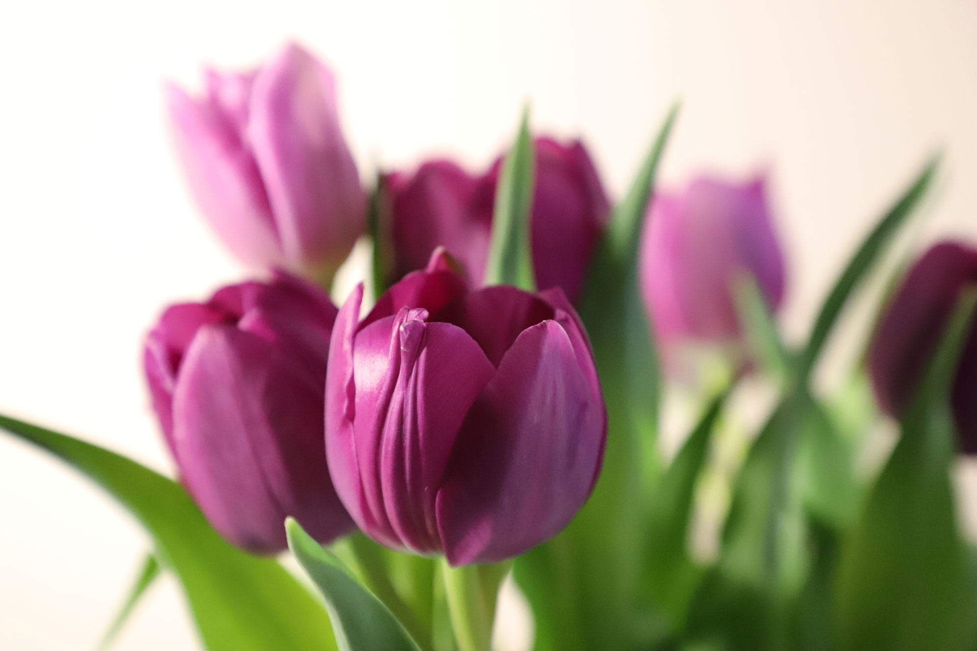 Splendidi tulipani viola.