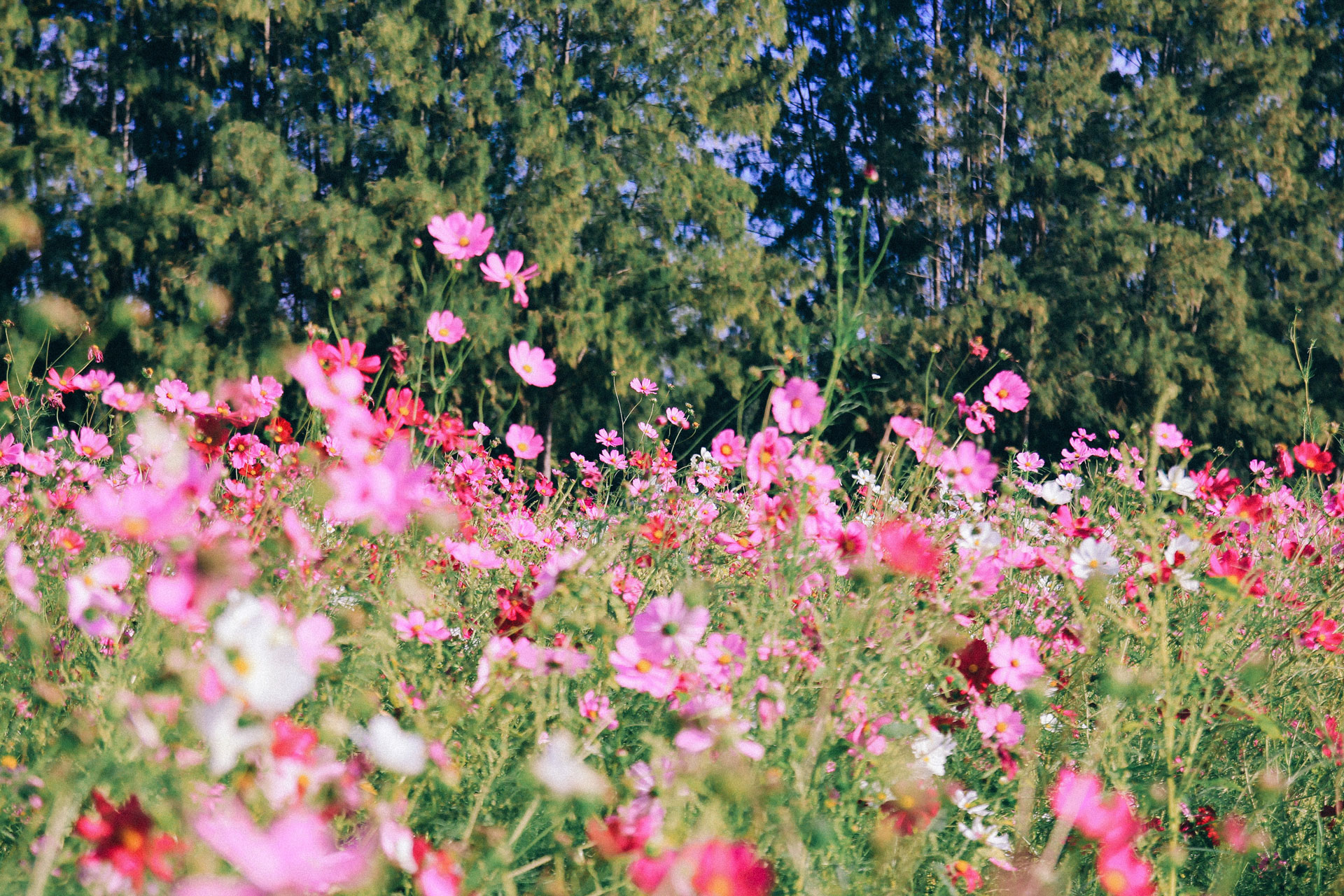 Cosmos fioriti.