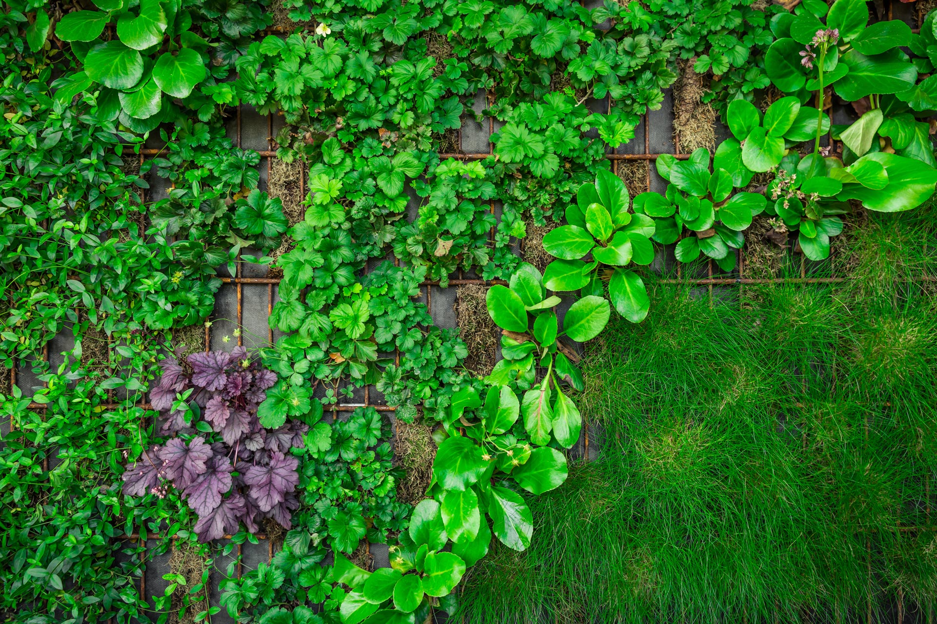 Giardino verticale realizzato.