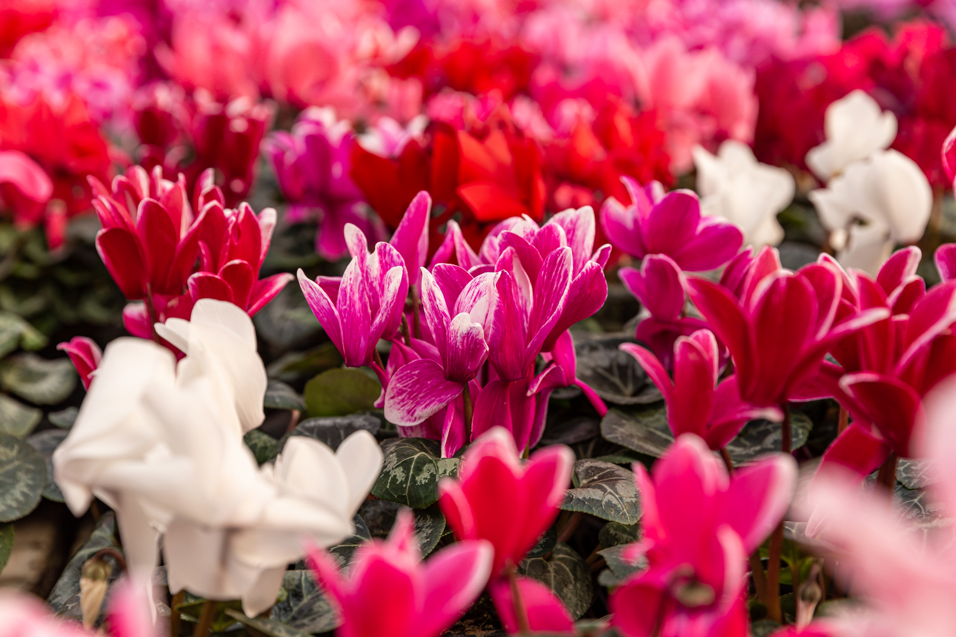 Una distesa di diverse intensità di rosa con i ciclamini.