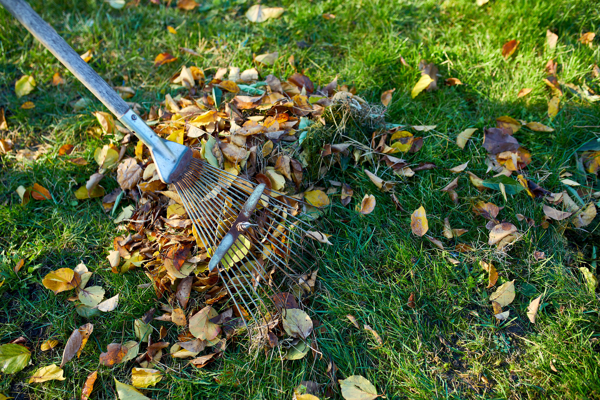 Eliminare le foglie cadute.