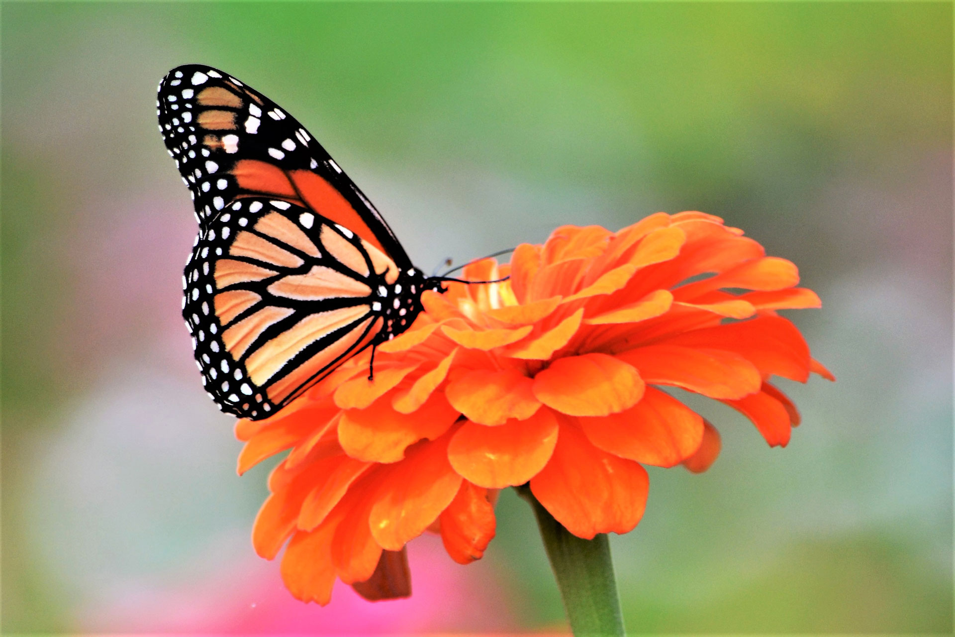 Zinnia arancione con un farfalla che ne succhia il nettare.