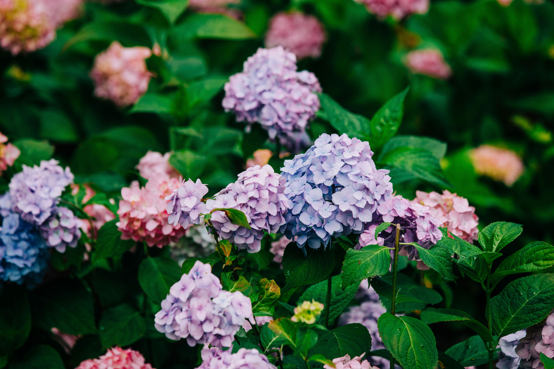 Ortensia fiorita con palle di fiori dal rosa all'azzurro.