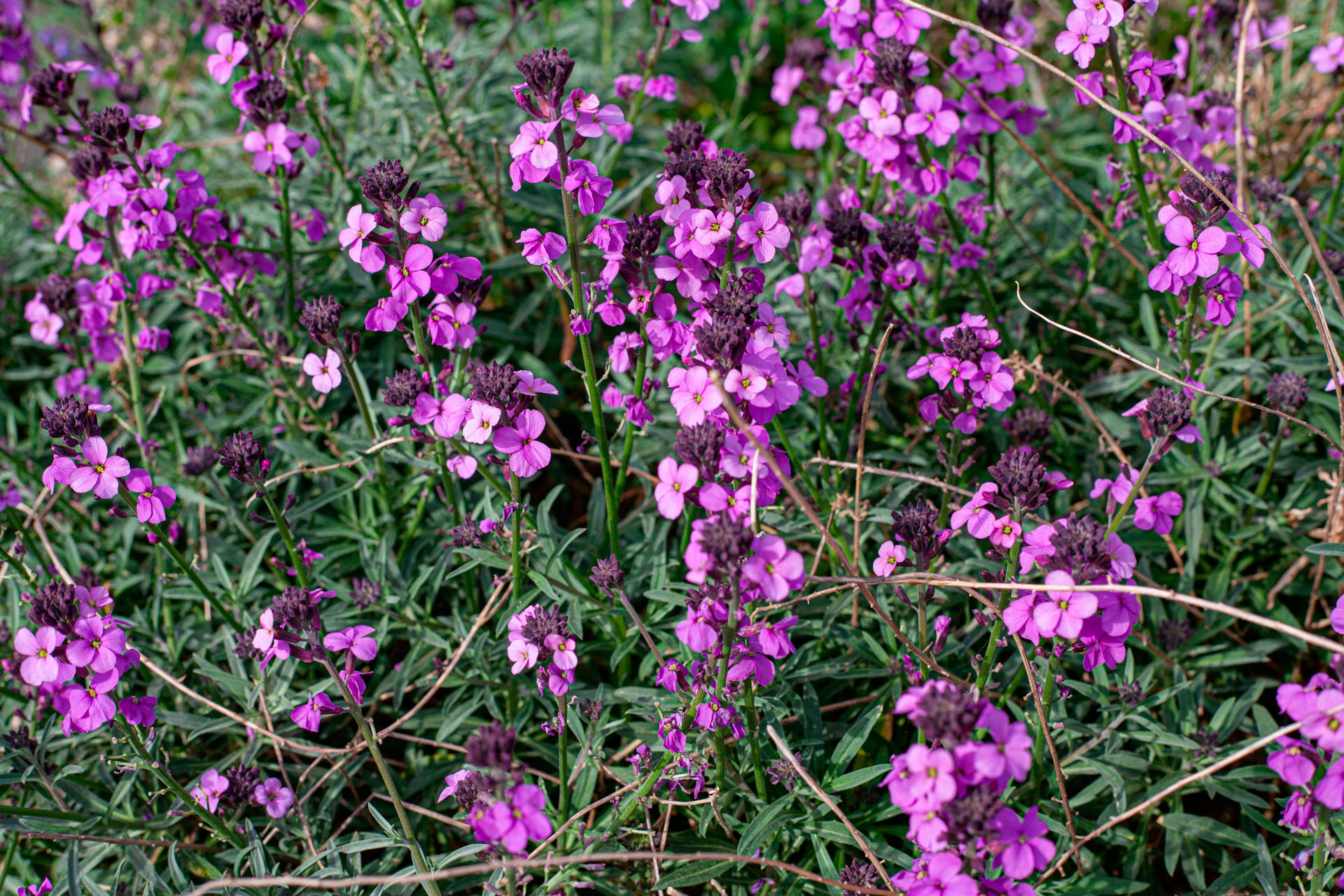 Fiori di violaciocca