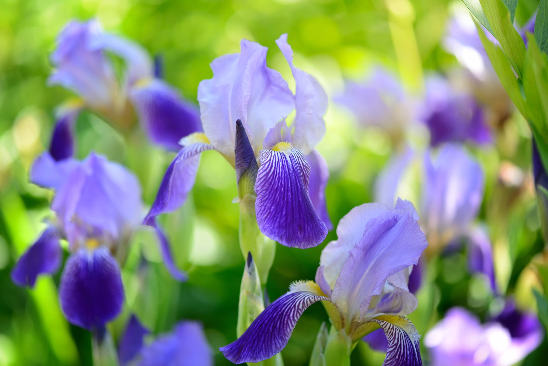 Iris blu