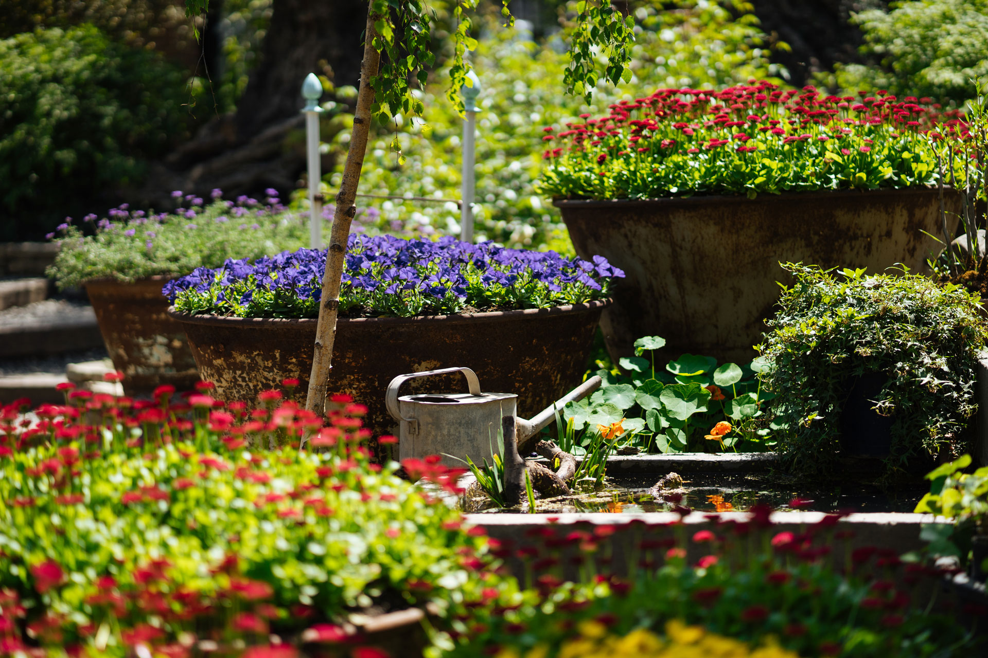 Piante ornamentali in giardino.