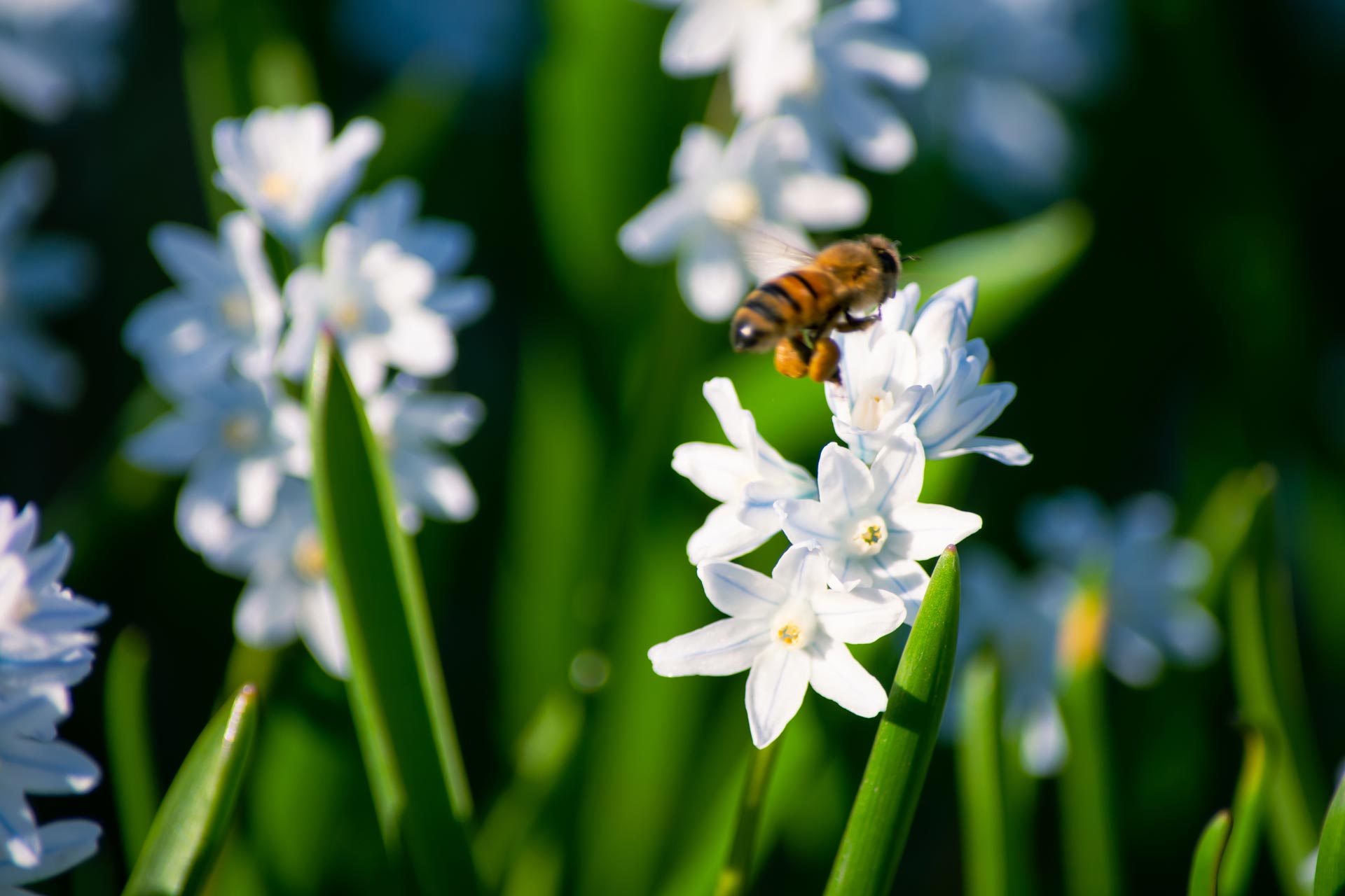 Un'ape appoggiata su narcisi in fiore.