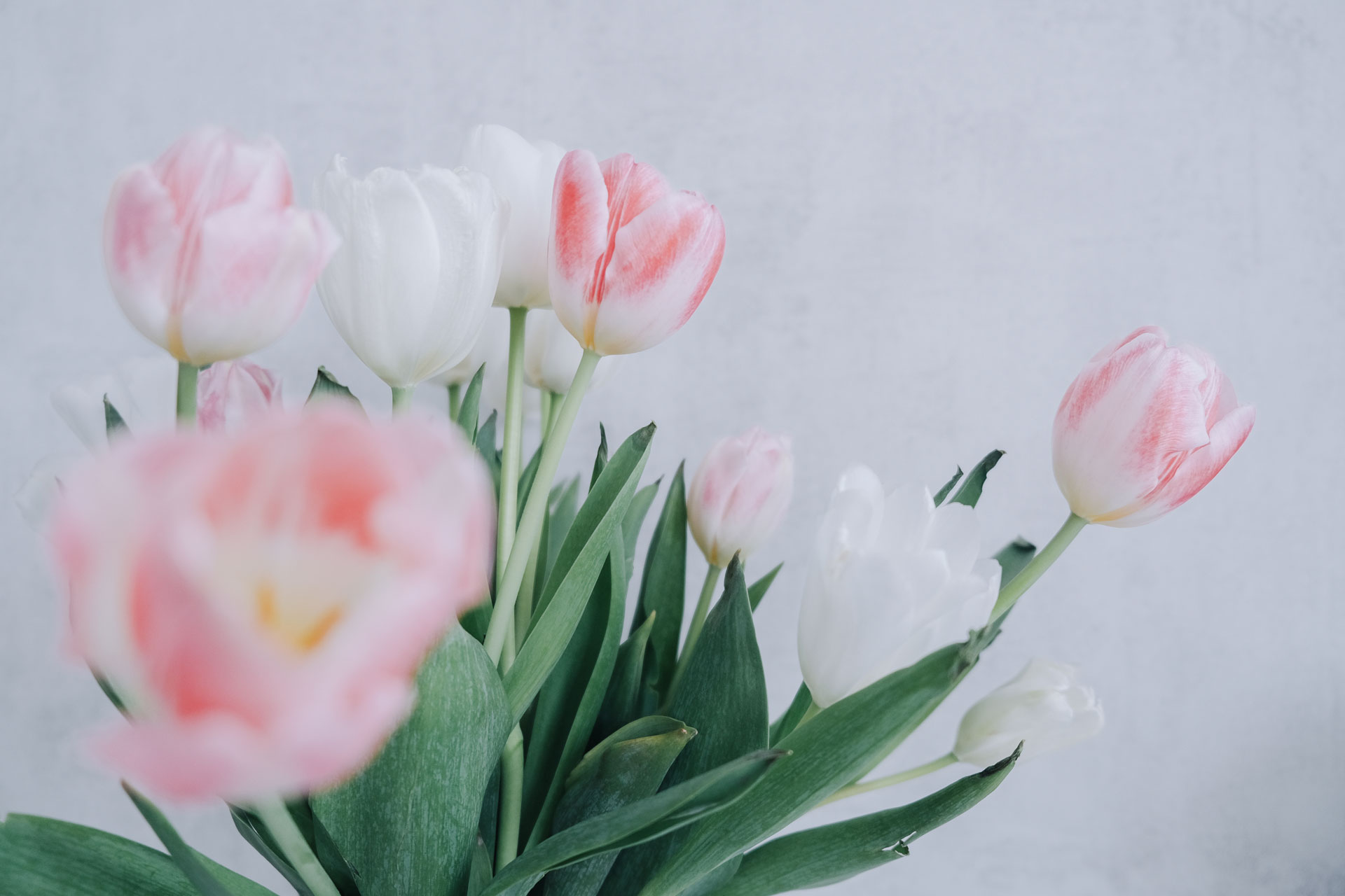 Tulipani rosa pallido: delicati, eleganti e soffici.