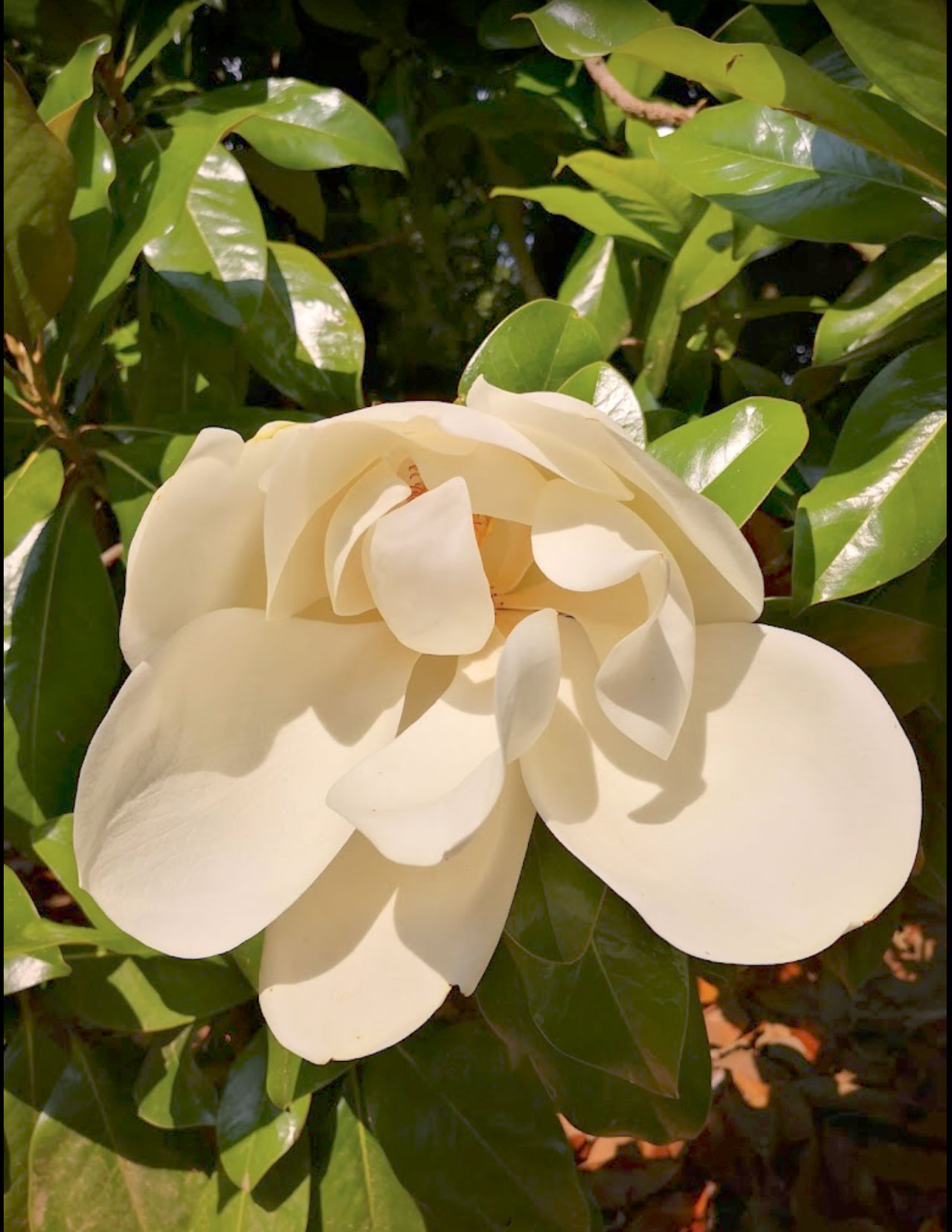 La magnolia di Pagnacco