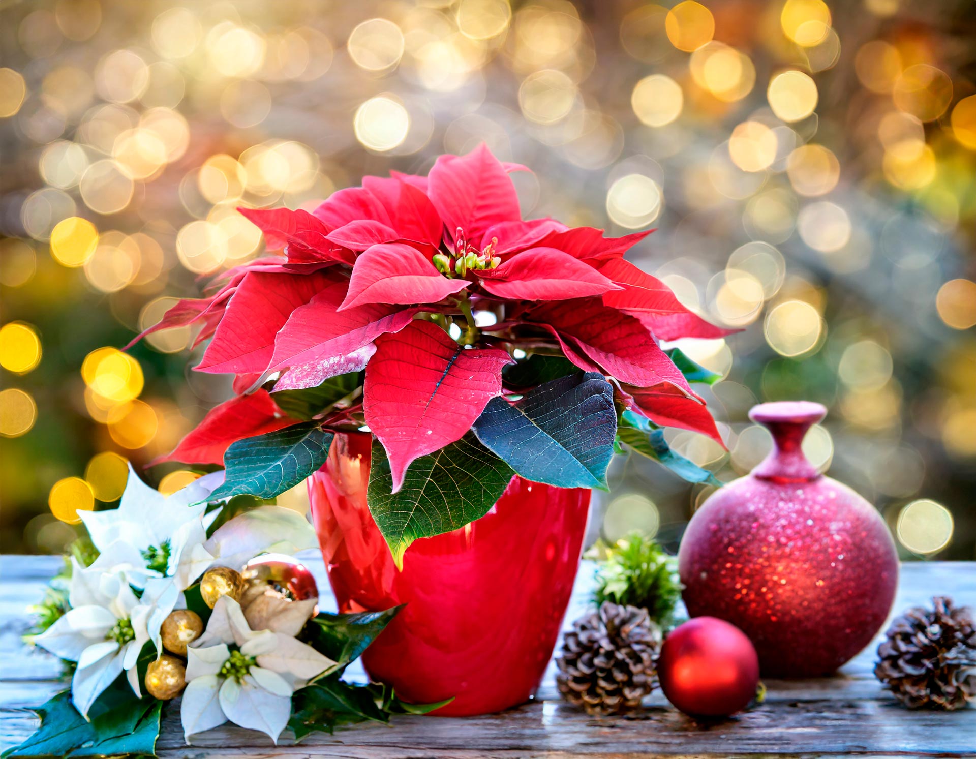 Piante fiorite: Stelle di Natale rosse.